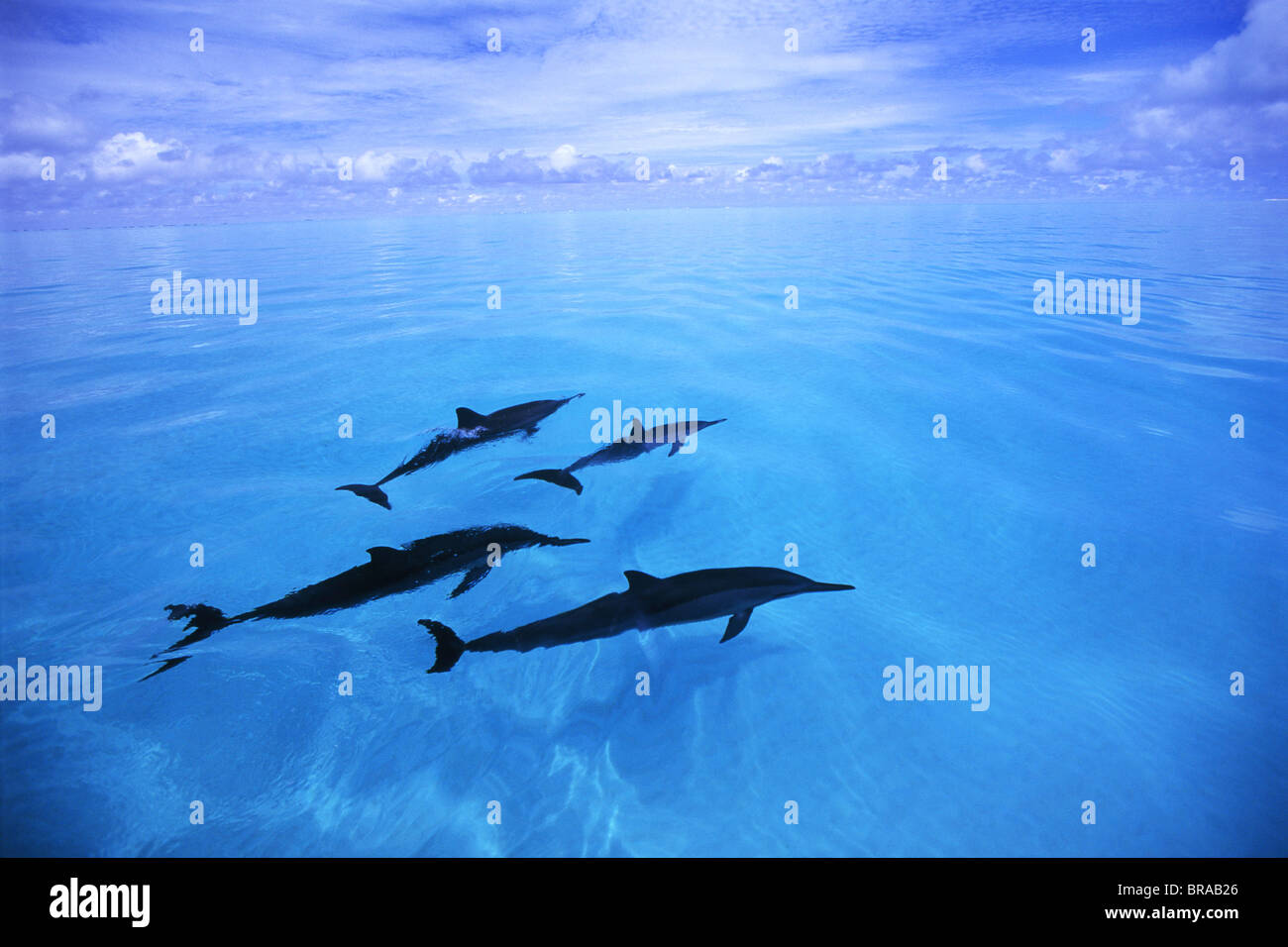 Quattro Hawaiian / Gray Spinner (delfini Stenella longirostris longirostris), isole Midway, Pacific Foto Stock