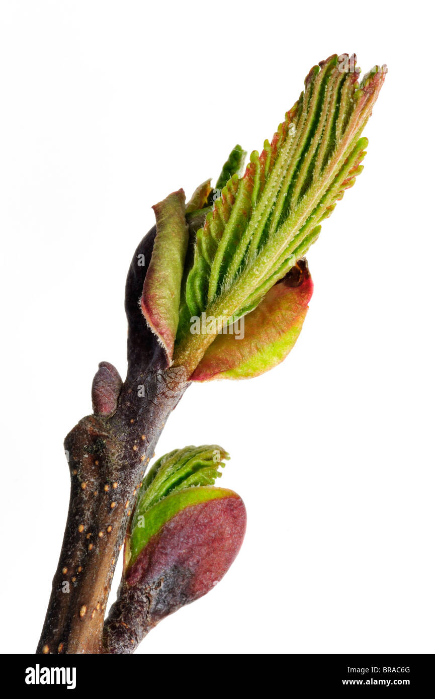 Ontano nero / Europea Alder / Comune Alder (Alnus glutinosa) apertura di germogli e foglie emergenti in primavera, Belgio Foto Stock