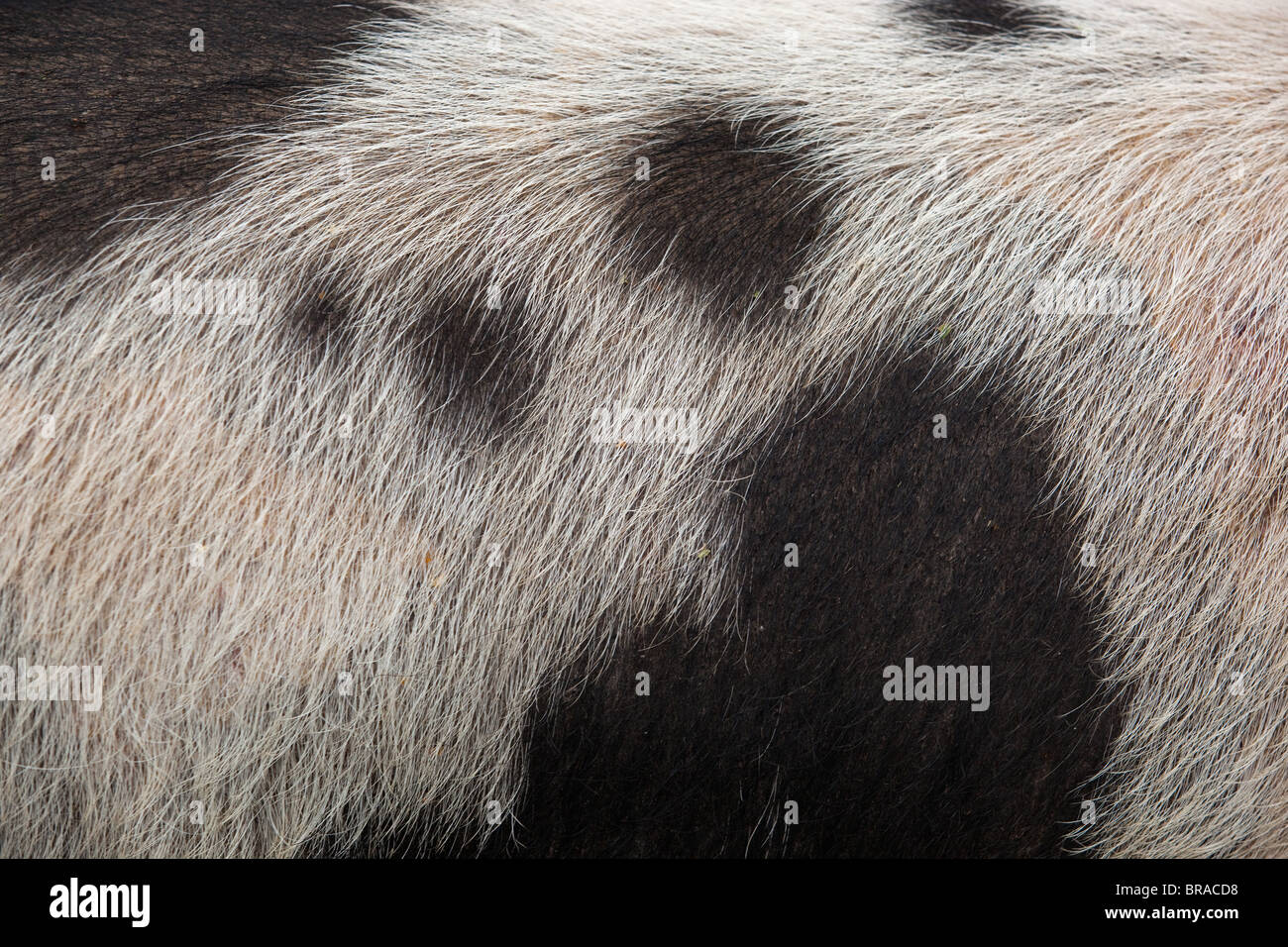 Gloucester Old spot che mostra macchie sulla pelle Foto Stock