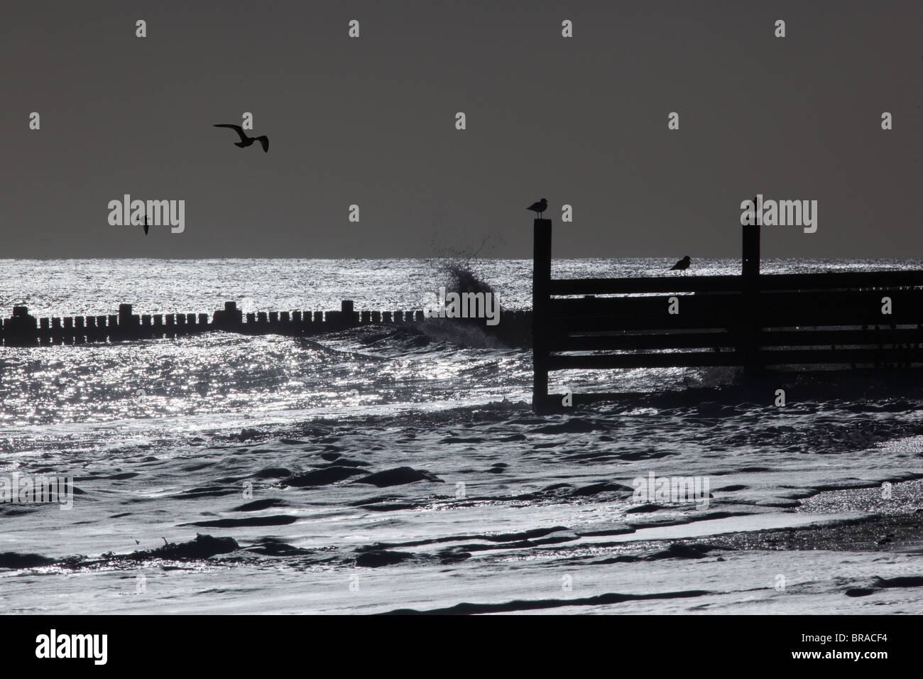 I Gabbiani sul mare pennelli di difesa a Walcott Norfolk Foto Stock