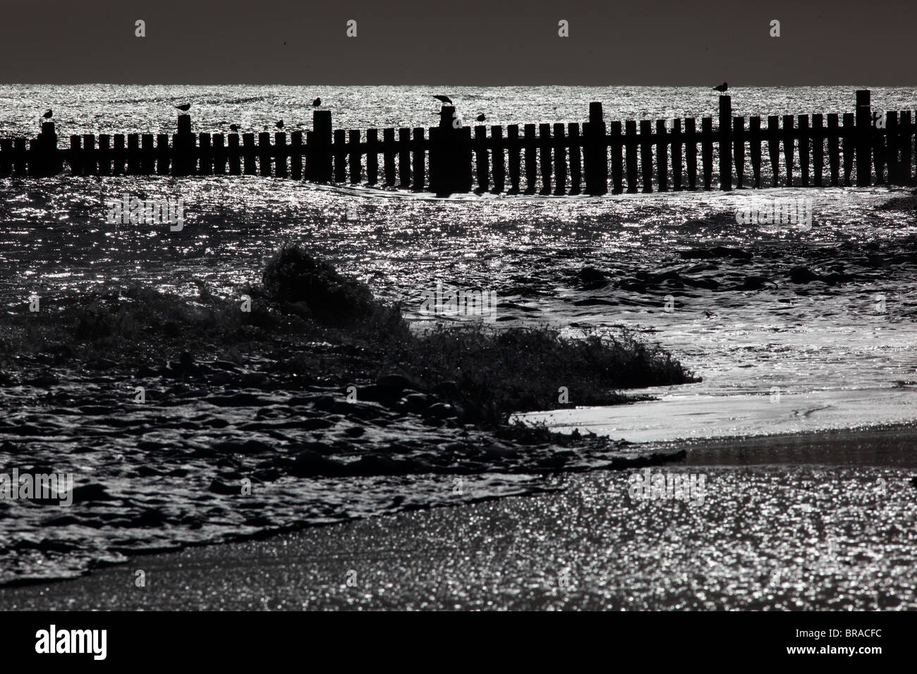 I Gabbiani sul mare pennelli di difesa a Walcott Norfolk Foto Stock