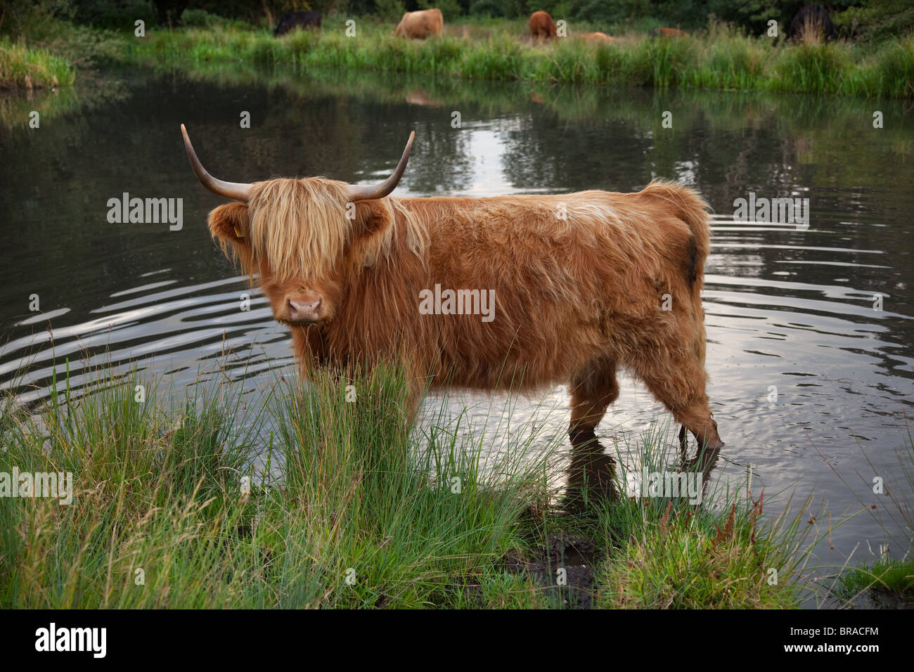 Highland bovini Bos taurus nel laghetto a Hanworth comuni di Norfolk Foto Stock