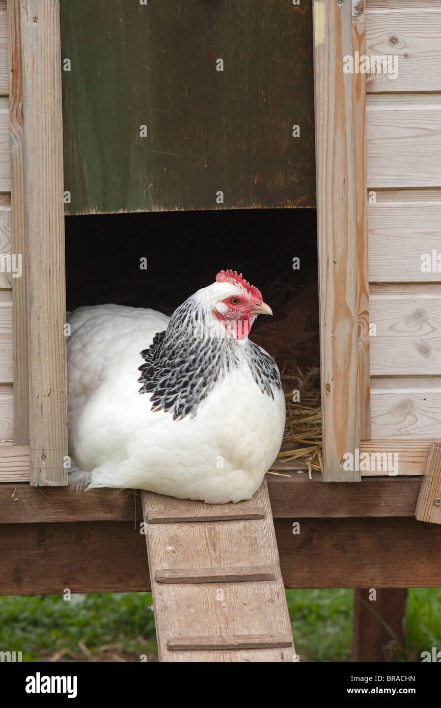 Luce di pollo Sussex nel pollaio razza rara Foto Stock