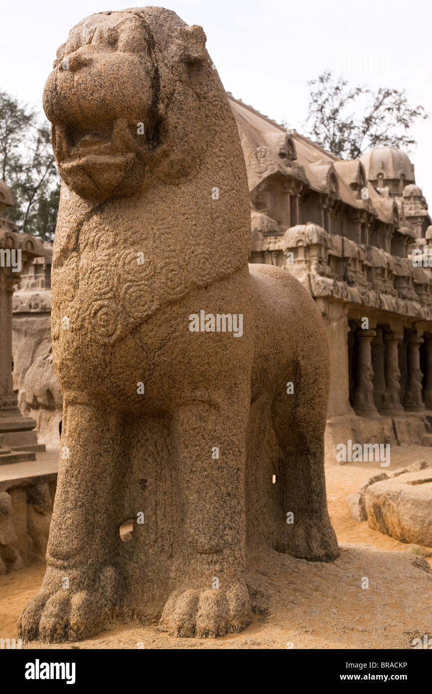 Leone in piedi nella parte anteriore del Draupadi Ratha entro cinque Rathas complesso a Mahabalipuram, UNESCO, Tamil Nadu, India Foto Stock