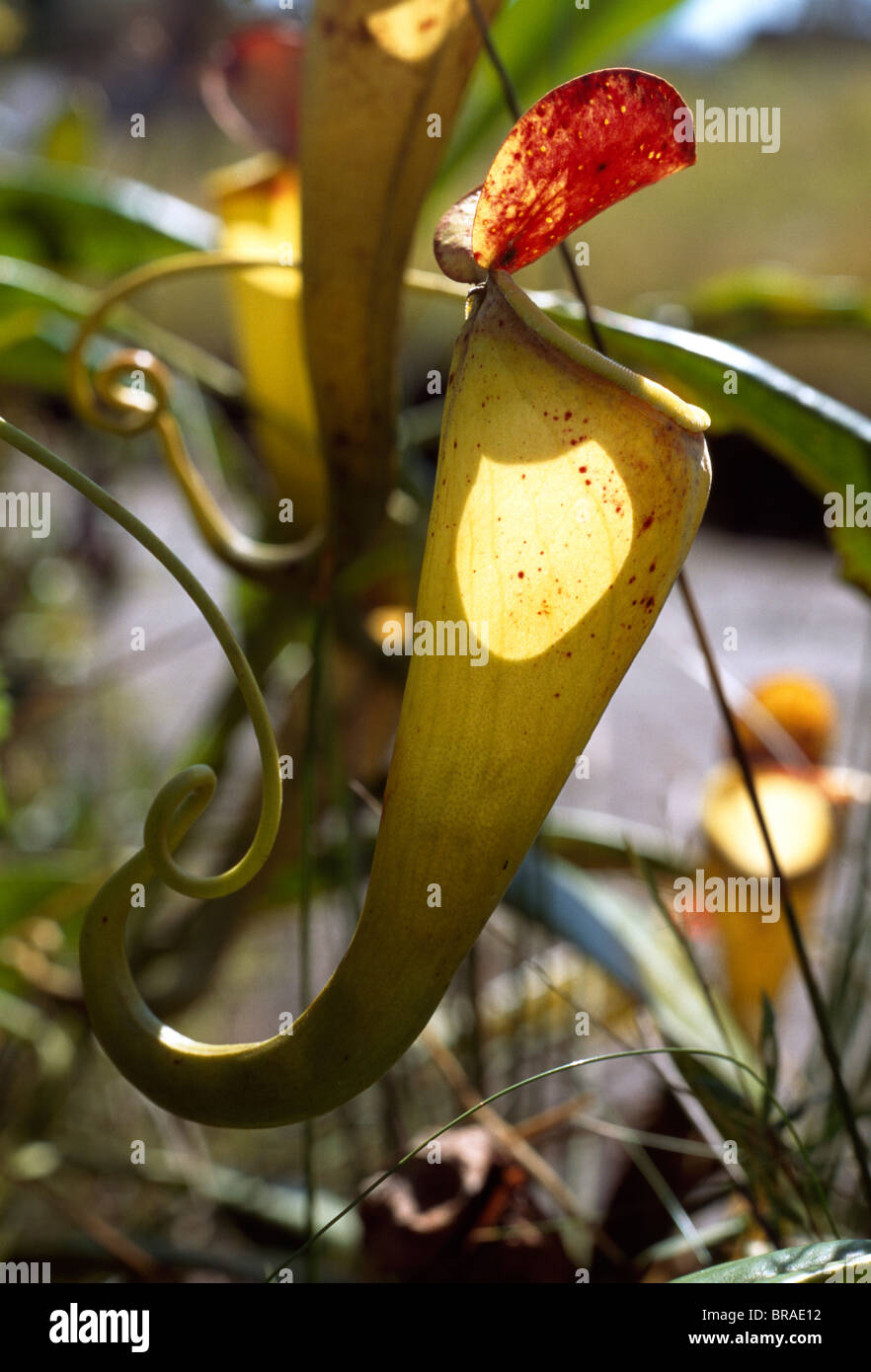 Madagascar pitcher plantï Foto Stock