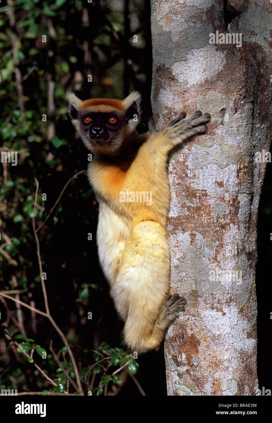 Golden-crowned Sifaka (Propithecus tattersalli), una specie in via di estinzione, sull albero, Daraina, Madagascar settentrionale, Africa Foto Stock