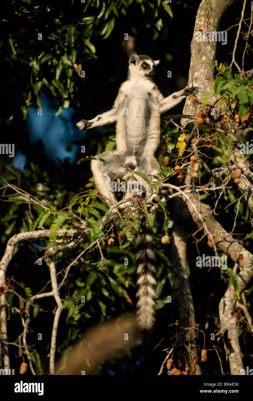 Anello-tailed Lemur (Lemur catta) prendendo il sole sulla struttura di tamarindo, Berenty, Madagascar meridionale, Africa Foto Stock