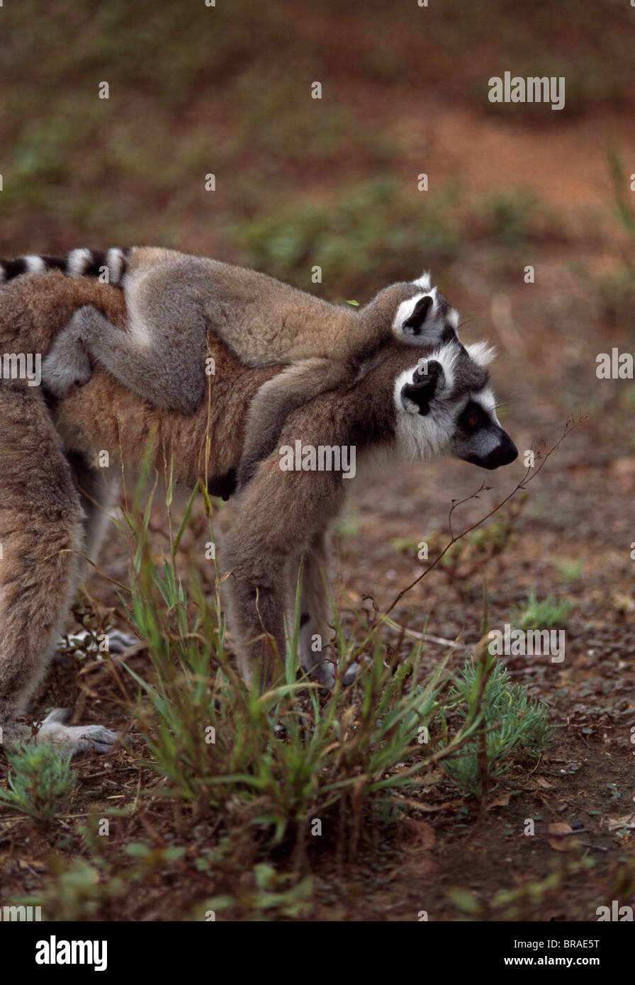 Anello-tailed lemuri (Lemur catta) madre con bambino sul retro a piedi, Berenty, Madagascar meridionale, Africa Foto Stock