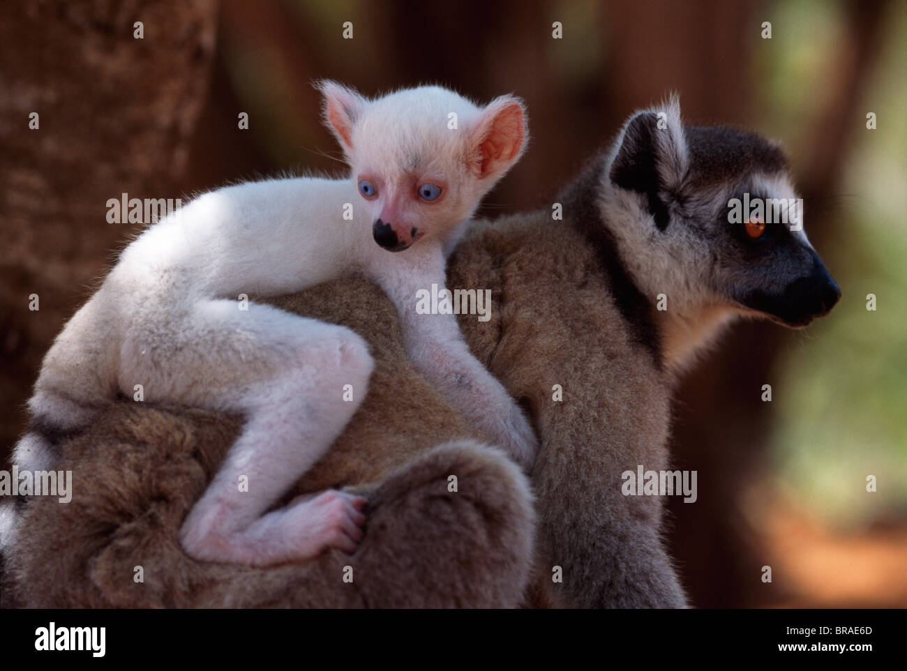 Anello-tailed lemuri (Lemur catta), tutto bianco baby maschio (Sapphire) lemure albino su madre torna, Berenty, Madagascar meridionale Foto Stock