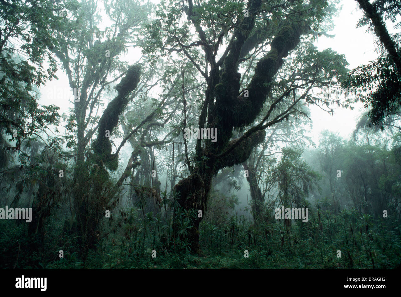 Hagenia (Hagenia abyssinica) foresta, Gorilla di Montagna Habitat, vulcani Virunga, Ruanda, Africa Foto Stock