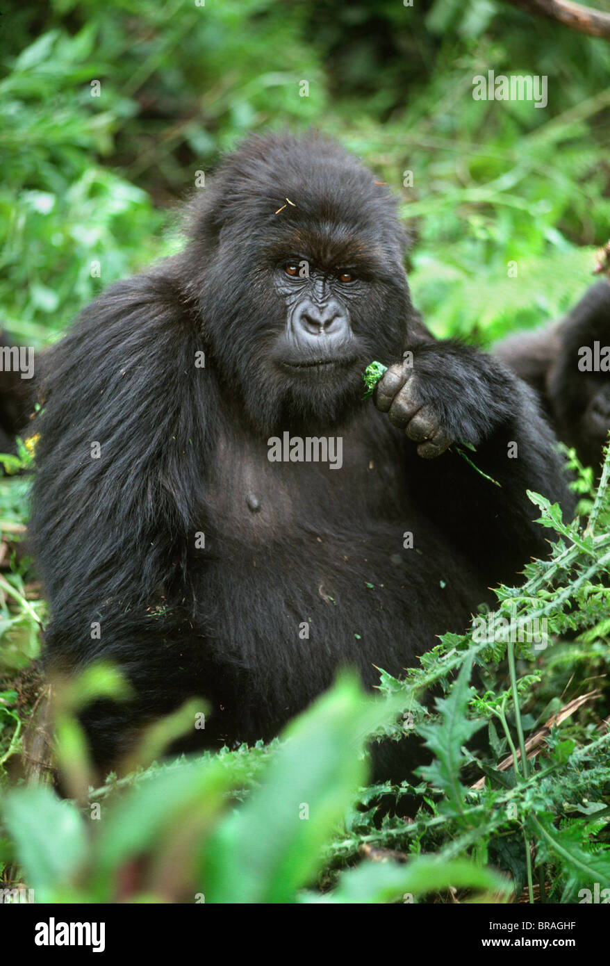 Femmina di Gorilla di Montagna (Gorilla g. beringei), papavero, vulcani Virunga, Ruanda, Africa Foto Stock