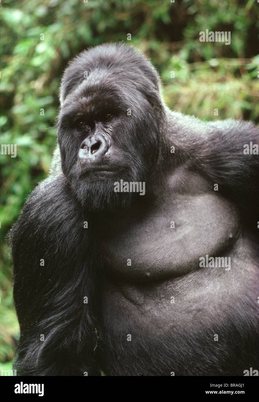 Maschio Silverback Gorilla di Montagna (Gorilla g. beringei), vulcani Virunga, Ruanda, Africa Foto Stock