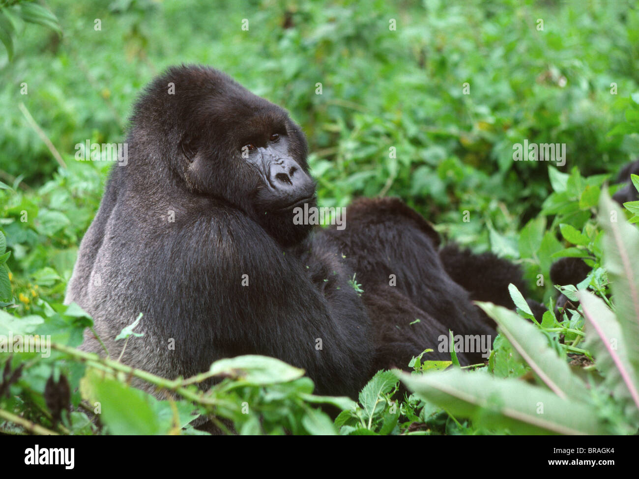 Maschio Silverback Gorilla di Montagna (Gorilla g. beringei), vulcani Virunga, Ruanda, Africa Foto Stock