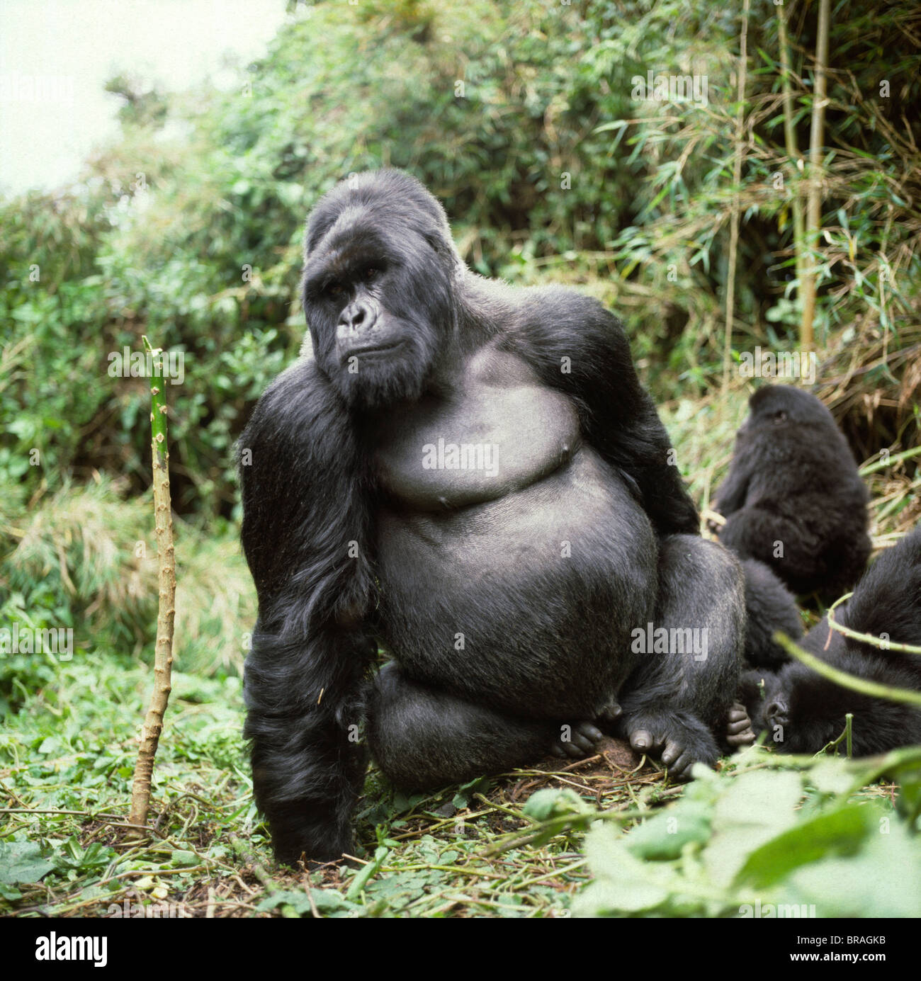 Maschio Silverback Gorilla di Montagna (Gorilla g. beringei), vulcani Virunga, Ruanda, Africa Foto Stock