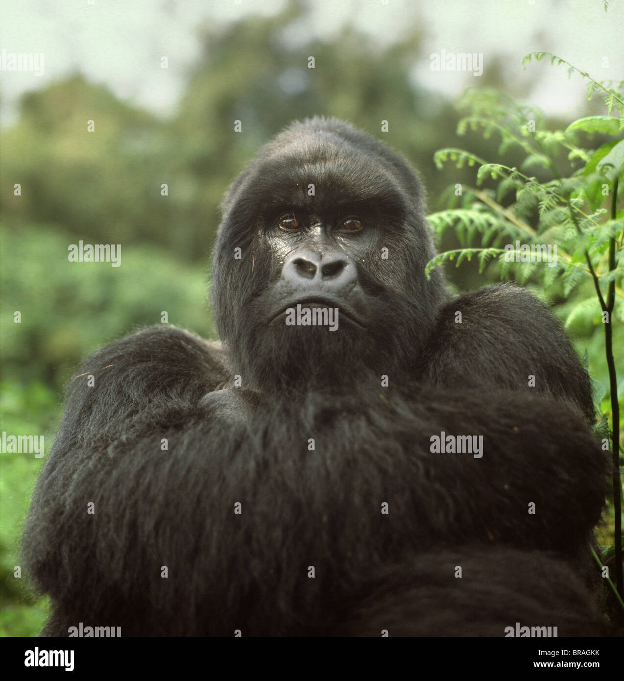 Maschio Silverback Gorilla di Montagna (Gorilla g. beringei), vulcani Virunga, Ruanda, Africa Foto Stock