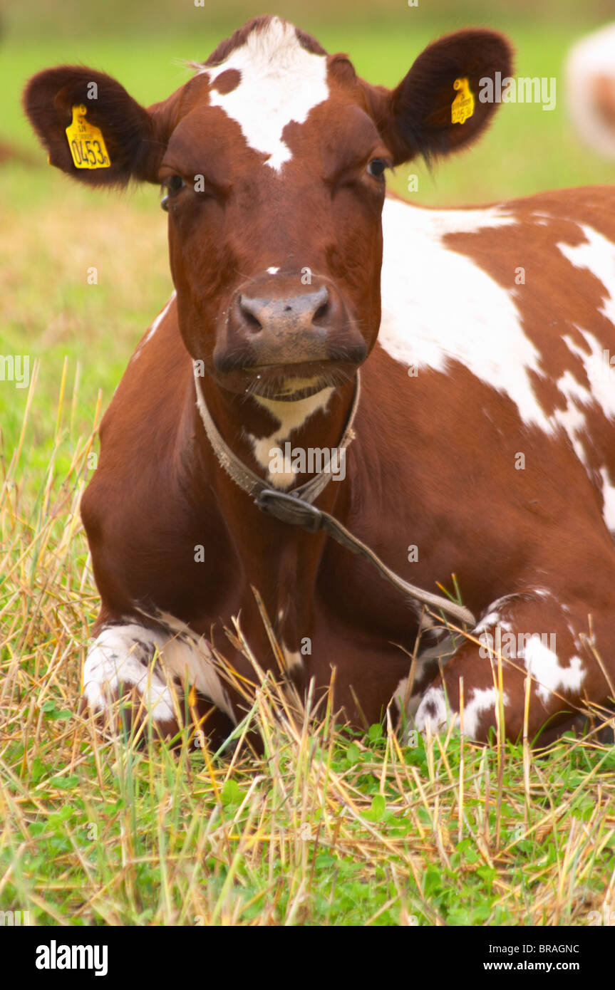 Mucca marrone e bianco Smaland Ruminating regione. La Svezia, l'Europa. Foto Stock