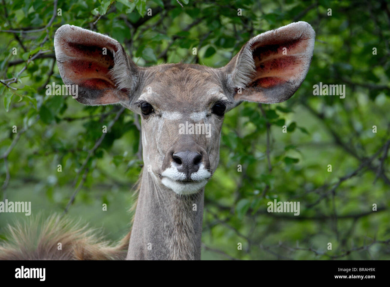 Femmina Kudu maggiore (Tragelaphus strepsiceros), Imfolozi Game Reserve, Sud Africa e Africa Foto Stock
