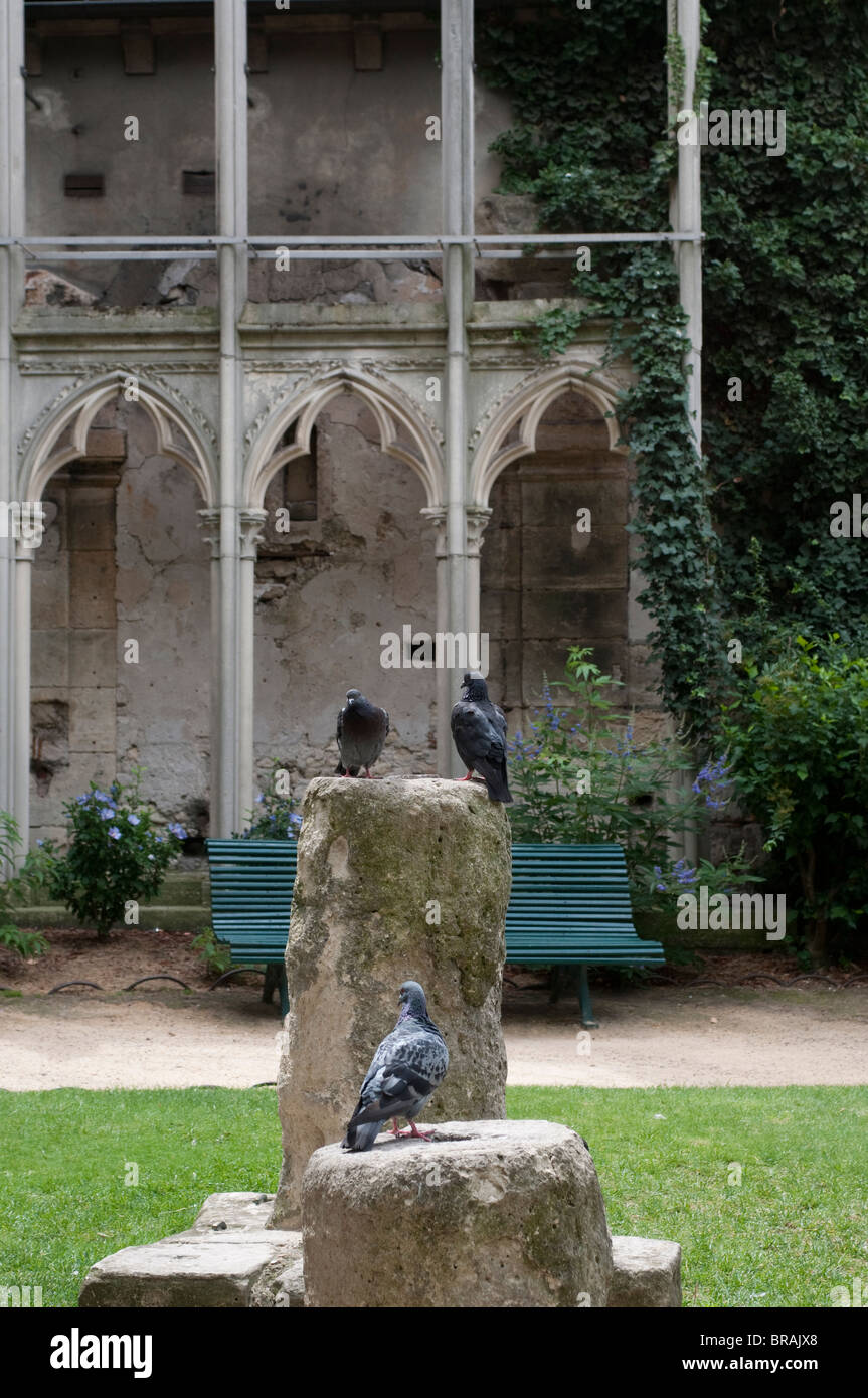 Piccioni, piccolo parco accanto alla chiesa Saint Germain des Pres, Parigi, Francia Foto Stock