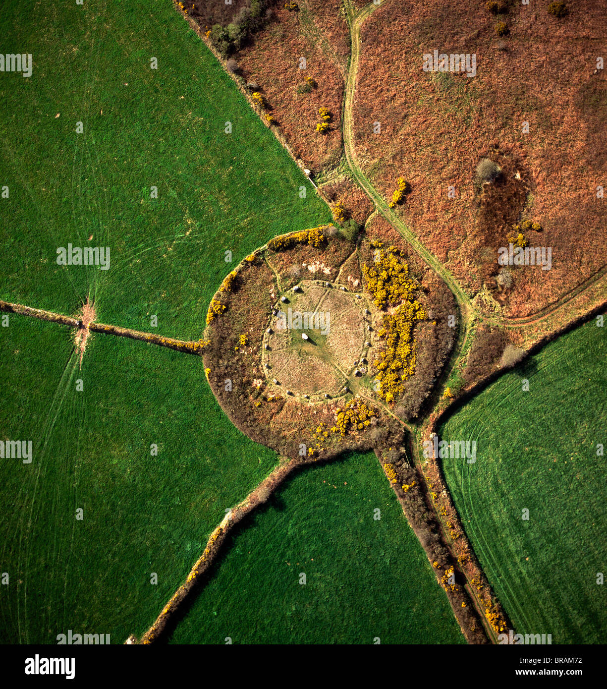 Immagine aerea di Boscawen-Un cerchio di pietra, con ginestre fiori, San Buryan, Cornwall, England, Regno Unito, Europa Foto Stock