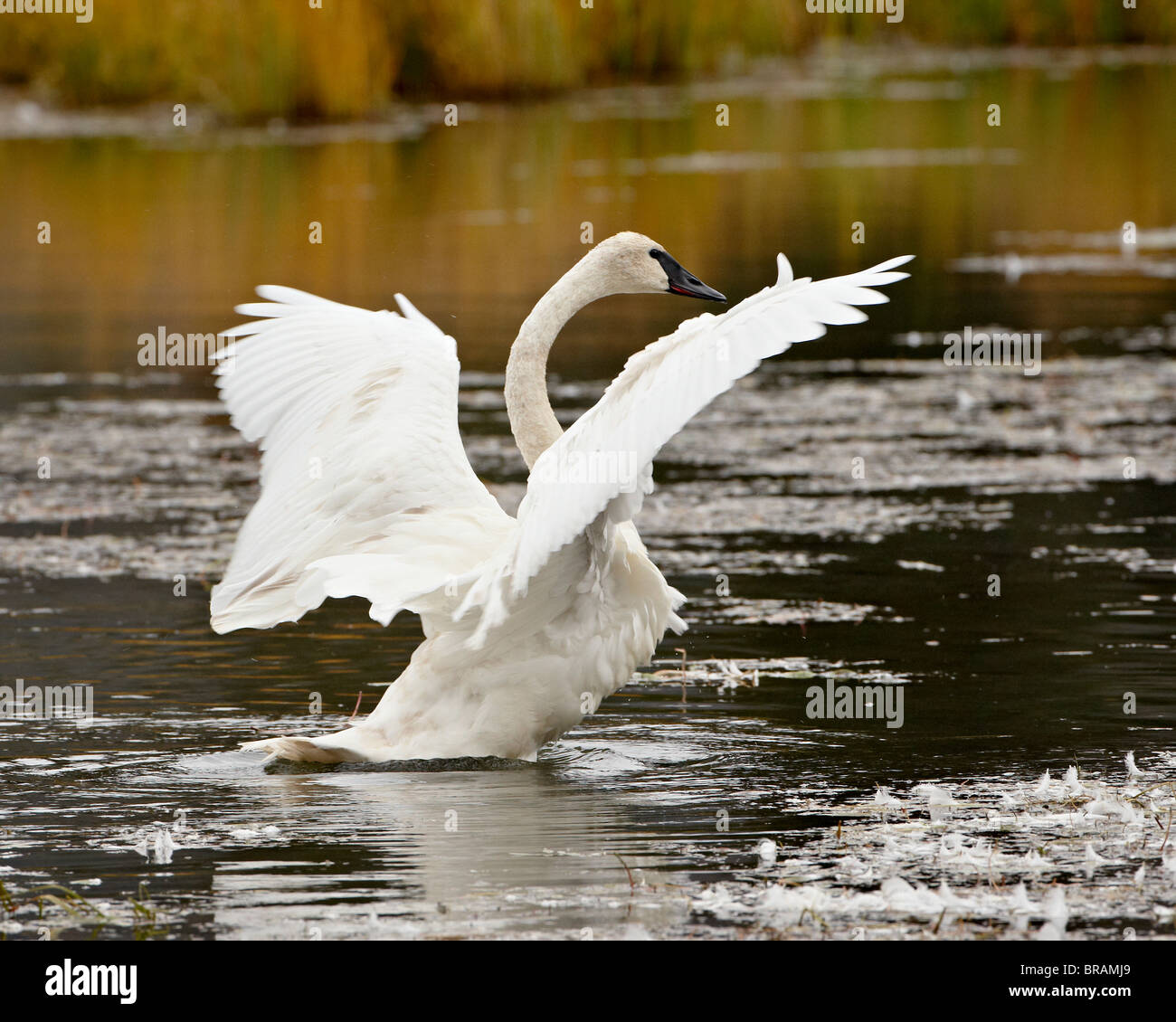 Trumpeter Swan (Cygnus buccinatore) allungare le sue ali su un laghetto, interdizione Tok, Alaska, Stati Uniti d'America, America del Nord Foto Stock