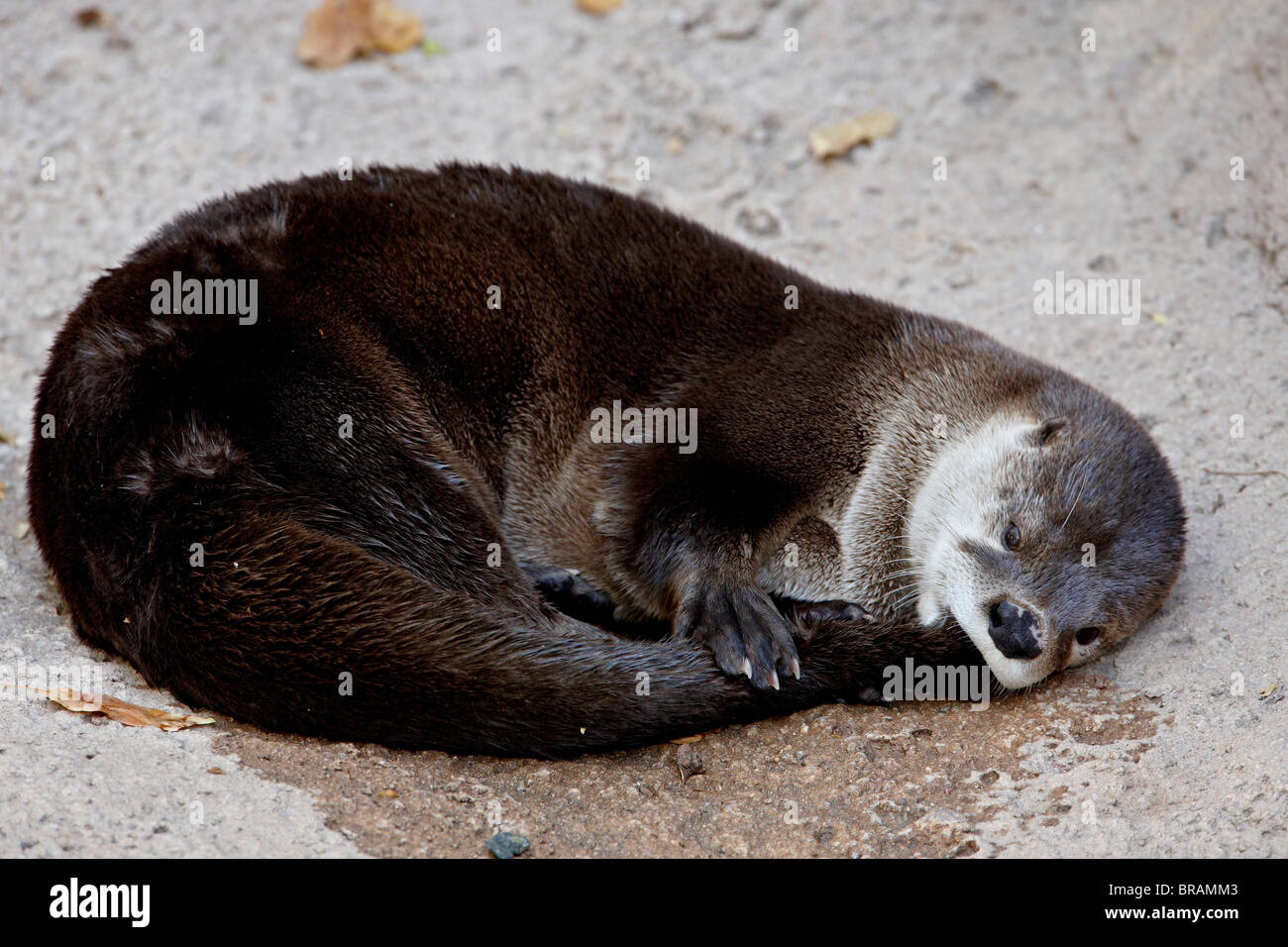 Lontra di fiume (Lutra canadensis) in cattività, riposo e succhiare la sua coda, Arizona Sonora Desert Museum, Tucson, Arizona, Stati Uniti d'America Foto Stock