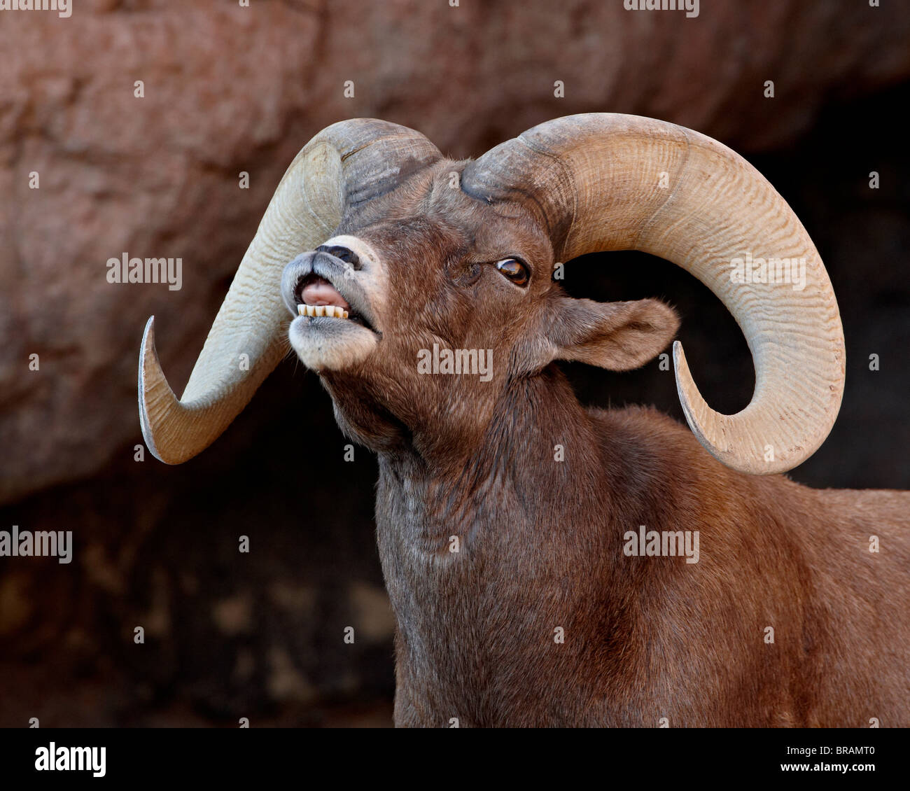 Desert Bighorn ram in cattività che esibisce la risposta Flehmen, Arizona Sonora Desert Museum, Tucson, Arizona, Stati Uniti d'America Foto Stock