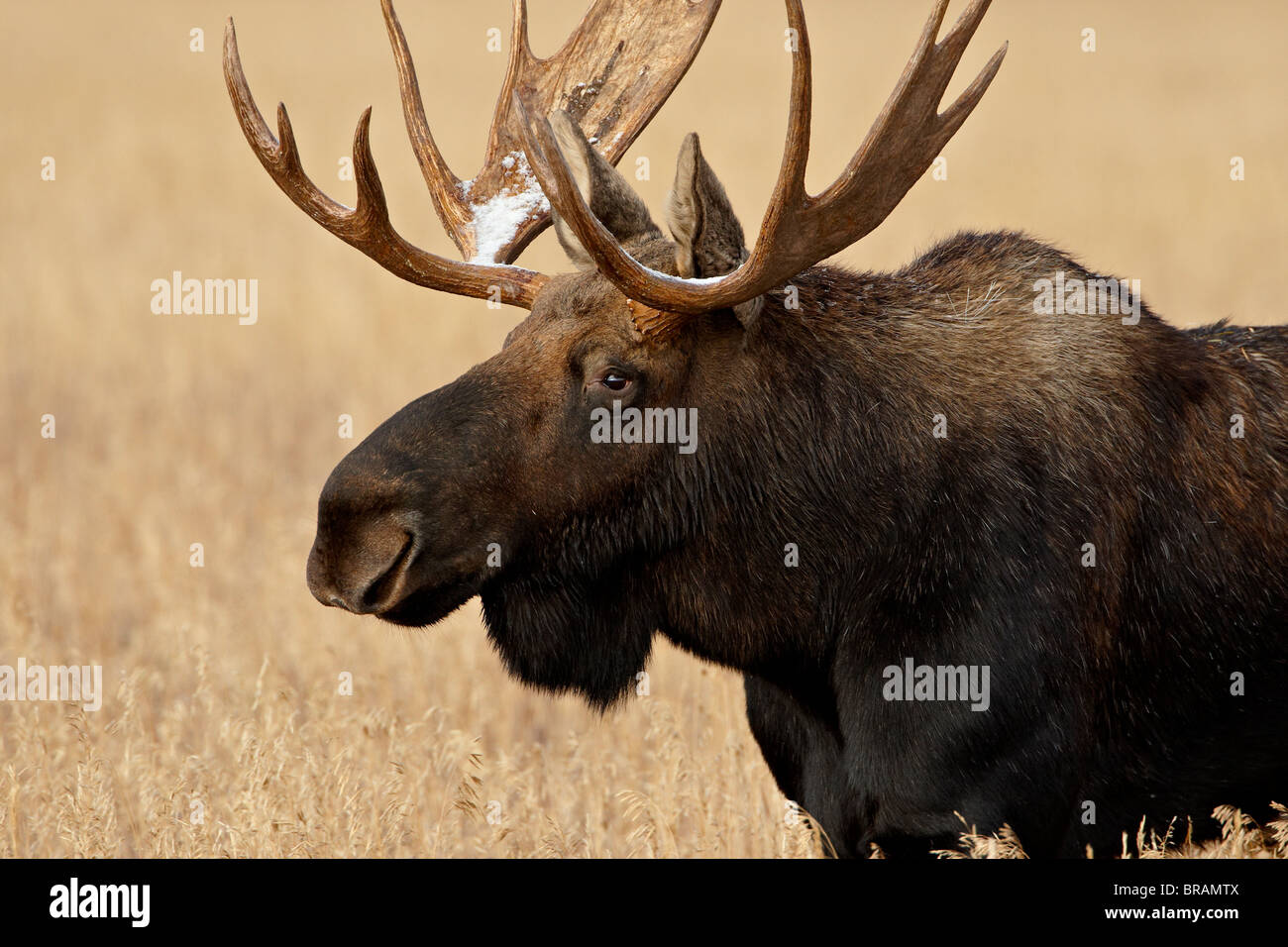 Bull Moose (Alces alces) con neve sulle sue corna, Grand Teton National Park, Wyoming negli Stati Uniti d'America, America del Nord Foto Stock