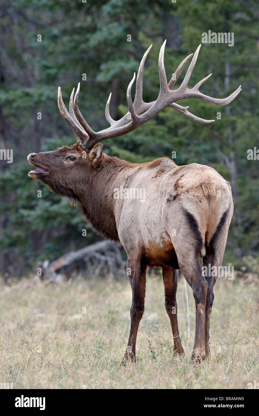 Bull Elk (Cervus canadensis) con il Flehmen risposta durante la routine, il Parco Nazionale di Jasper, Alberta, Canada, America del Nord Foto Stock