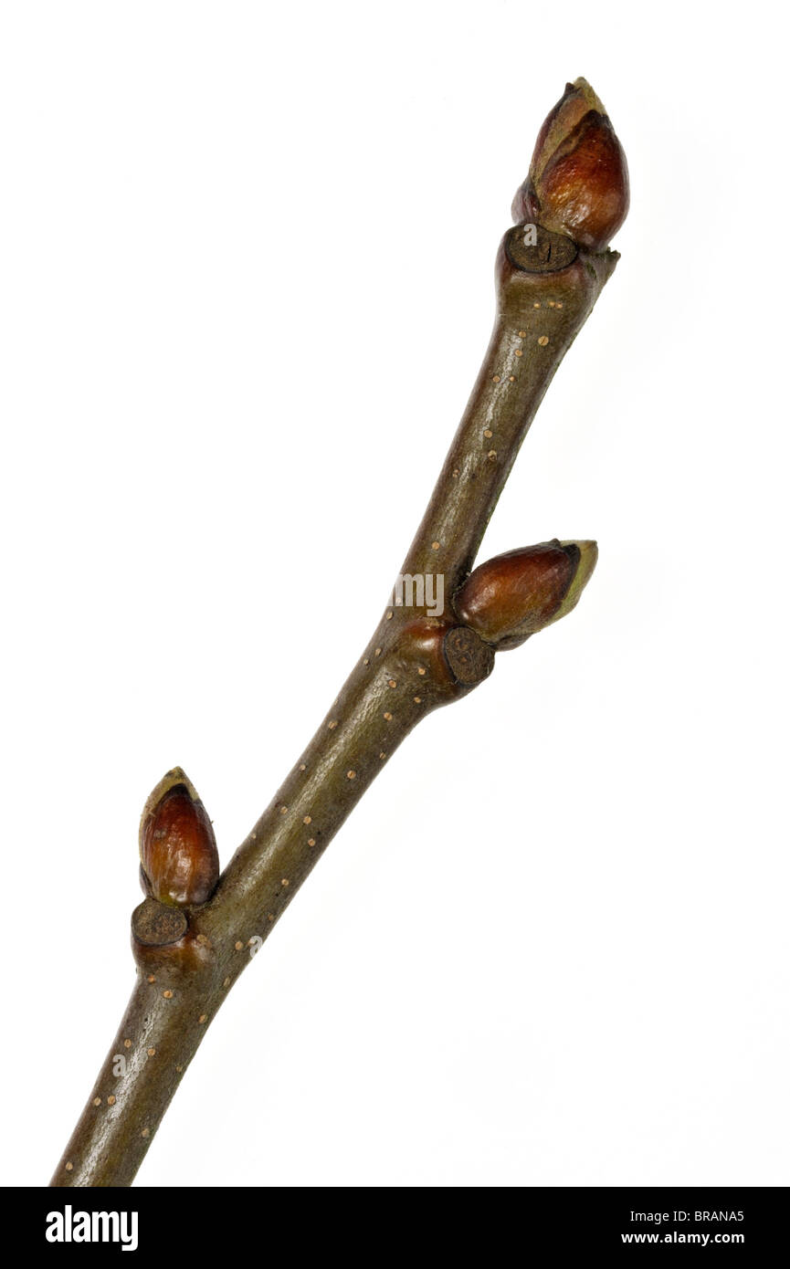 Dolce castagno (Castanea sativa) ramo con boccioli in primavera contro uno sfondo bianco Foto Stock
