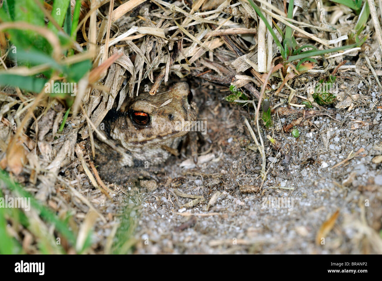 I capretti comune rospo europea (Bufo bufo) nascondere nel campo di cricket burrow (Gryllus campestris) Foto Stock
