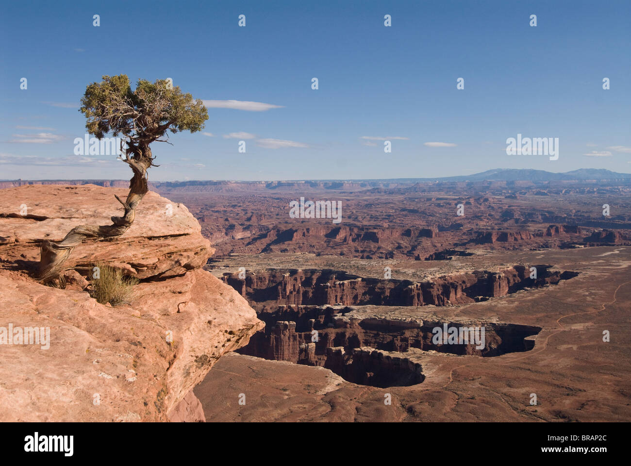 Grand View Point si affacciano con Utah albero di ginepro (Juniperus osteosperma) in primo piano, il Parco Nazionale di Canyonlands, Utah, Stati Uniti d'America Foto Stock