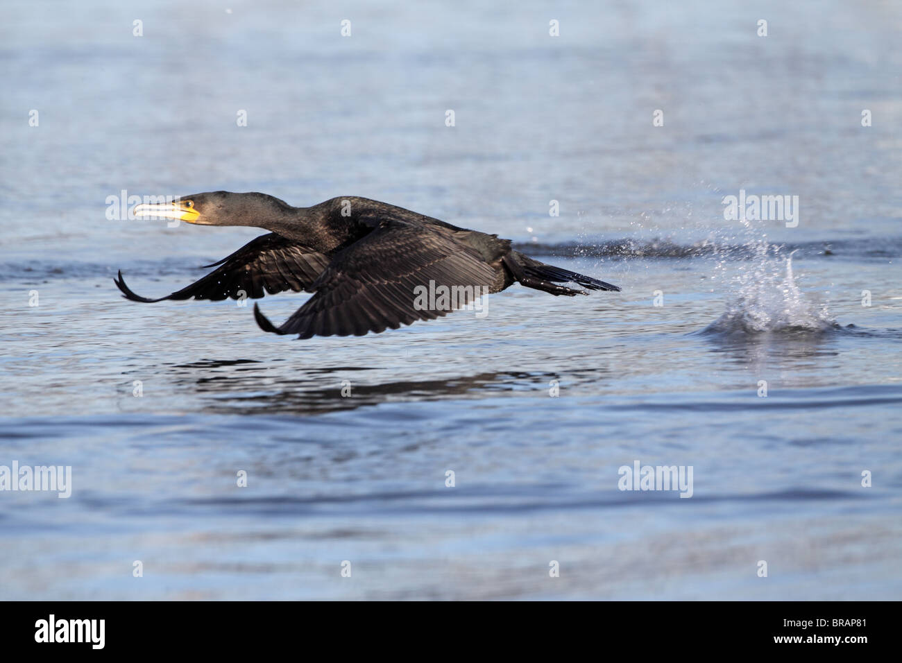 Cormorano Phalacrocorax carbo sinensis, Phalacrocorax carbo, volando a bassa quota sopra il livello del mare Foto Stock