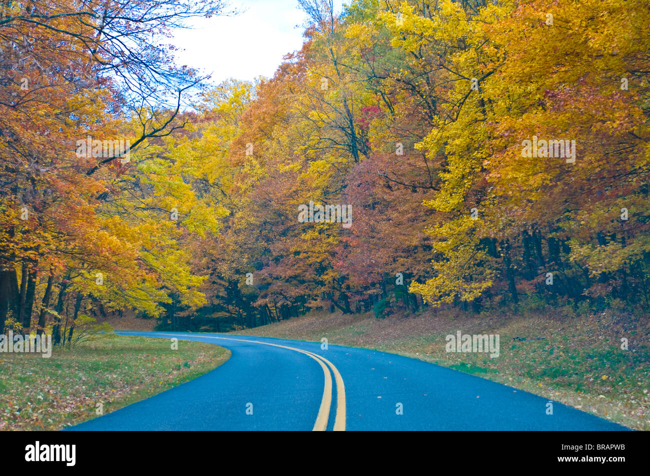 Strada che conduce attraverso gli alberi con foglie colorate in estate indiana, Blue Ridge Mountain Parkway, North Carolina, STATI UNITI D'AMERICA Foto Stock