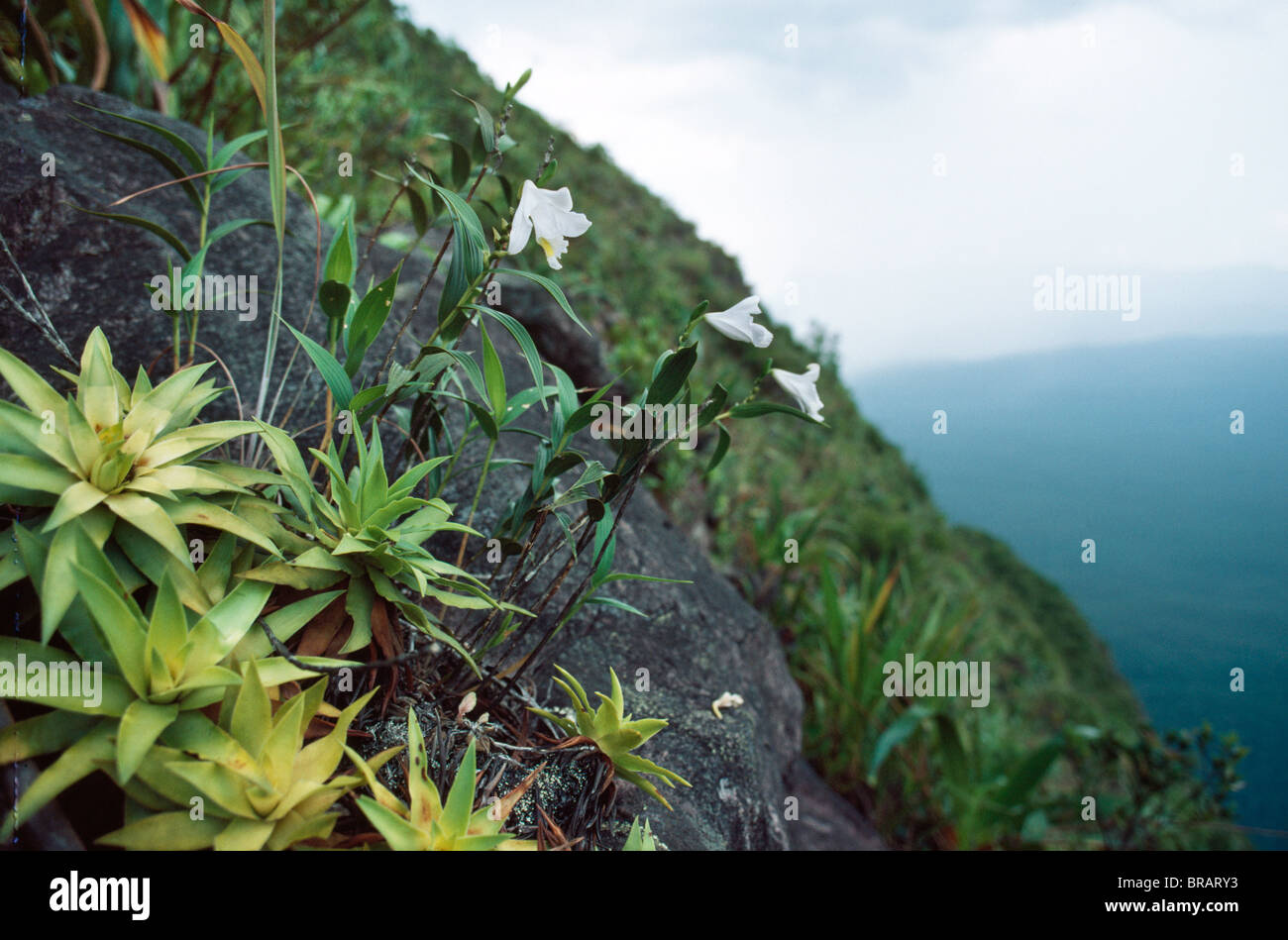 Autana Cerro, endemica white orchid (Orchidaceae), Amazonas territorio, Venezuela, Sud America Foto Stock