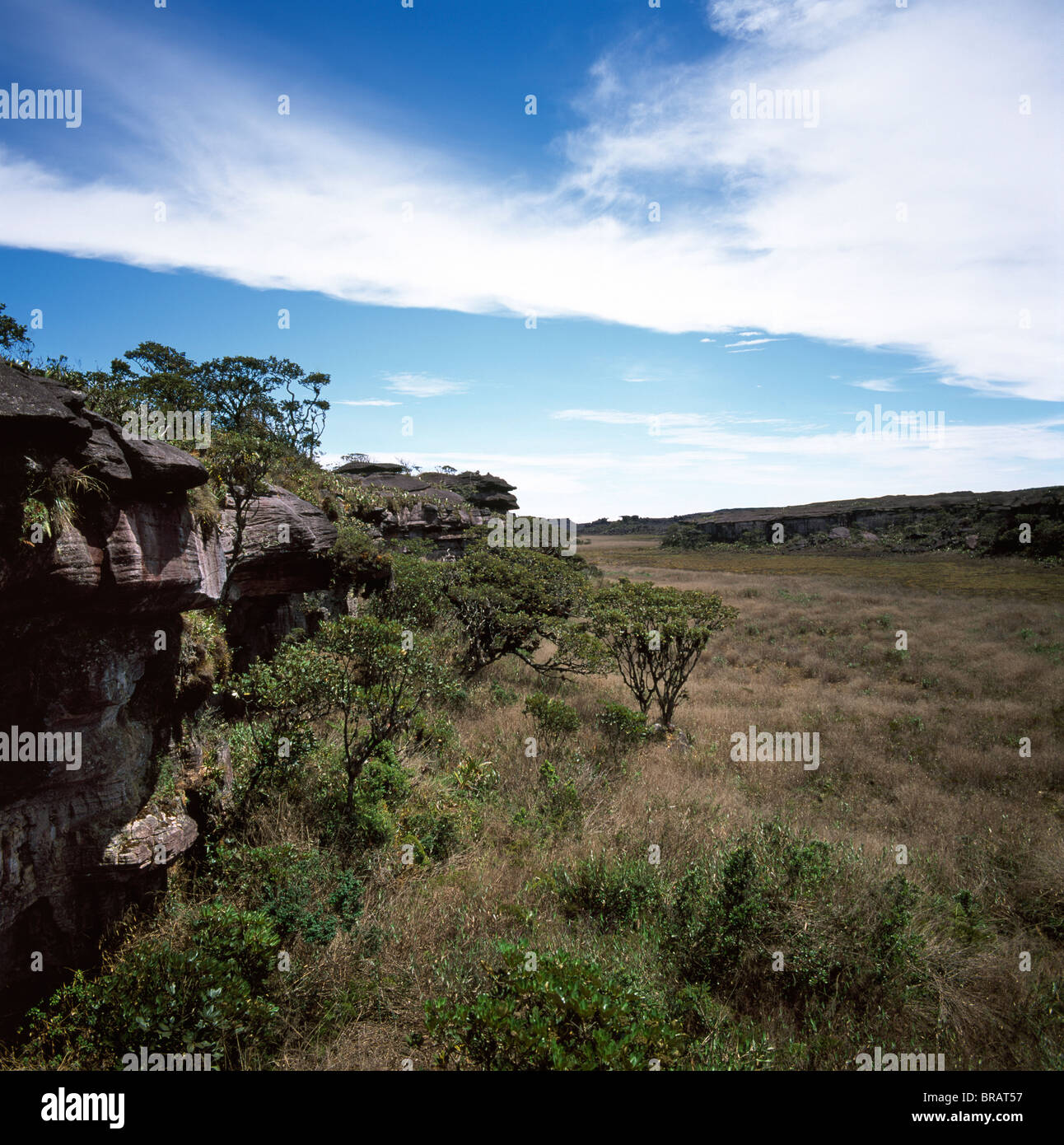 Il monte Roraima vertice, palude e scrub, settore brasiliano, Stato di Roraima, Brasile, Sud America Foto Stock