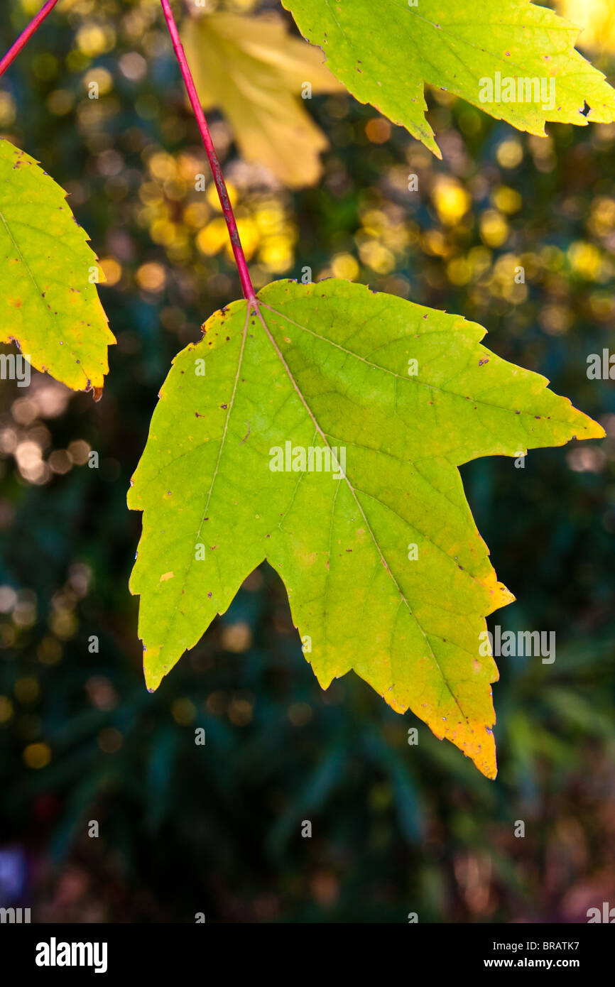 Foglie di acero rosso (Acer rubrum, noto anche come palude o Soft Maple) tree comincia a girare di colore giallo in autunno. Foto Stock