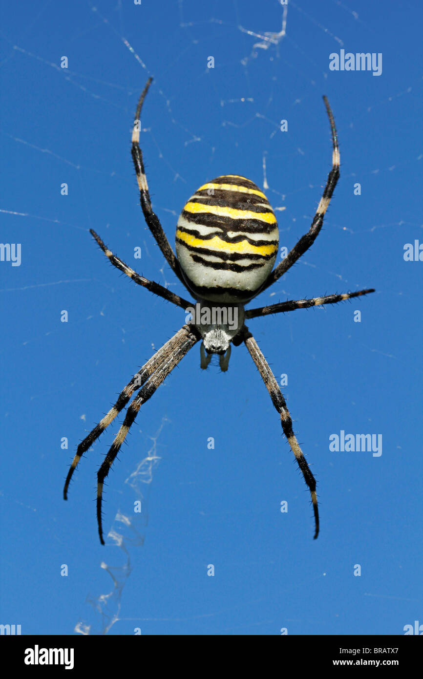 Wasp spider (Argiope bruennichii) Foto Stock