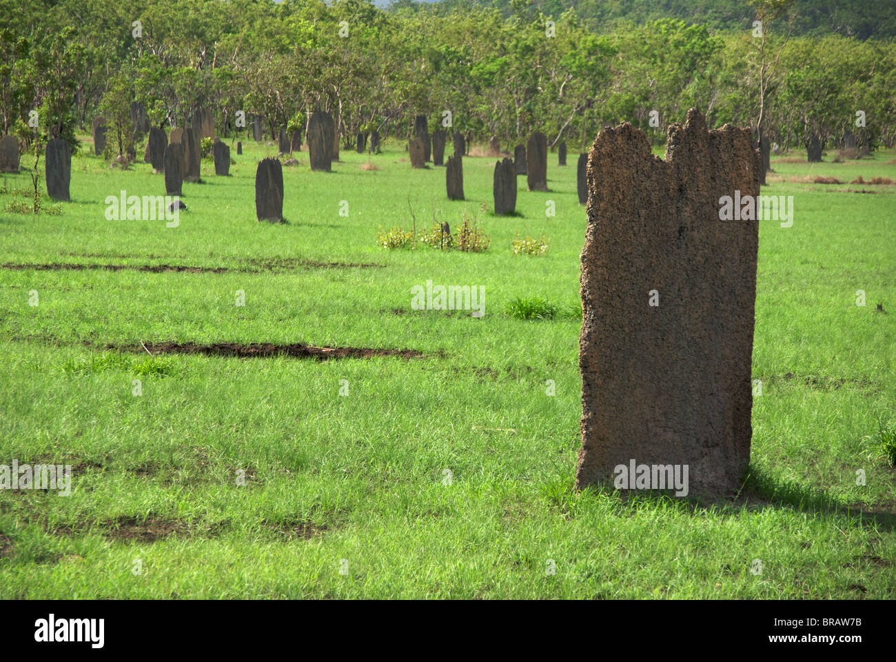 Nord-sud allineati Termite magnetico tumuli realizzato dalla termite Amitermes meridionalis nel Parco Nazionale di Litchfield, Australia. Foto Stock