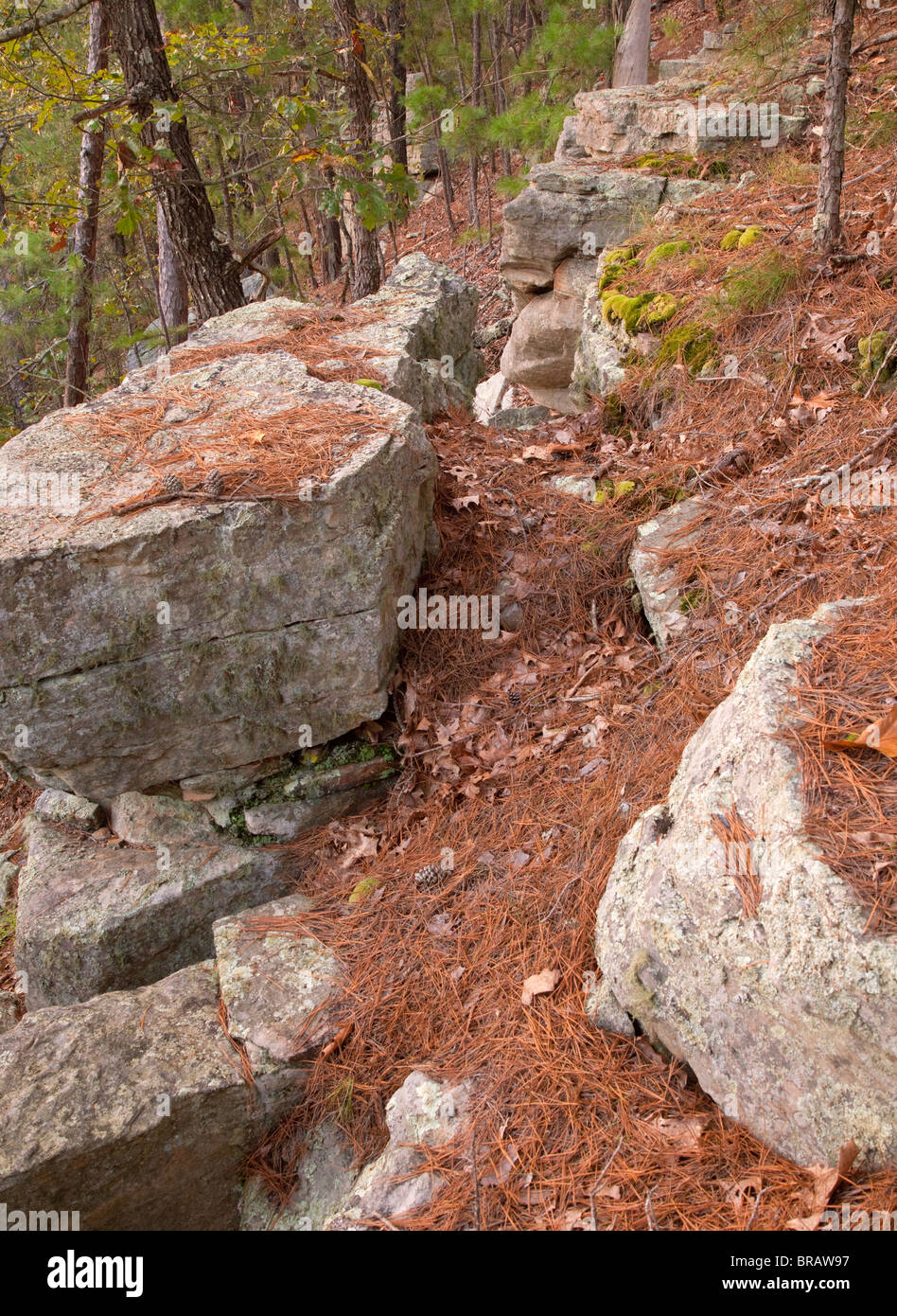 Foresta e affioramenti di roccia lungo Big Piney Trail, Mark Twain National Forest, Missouri Foto Stock