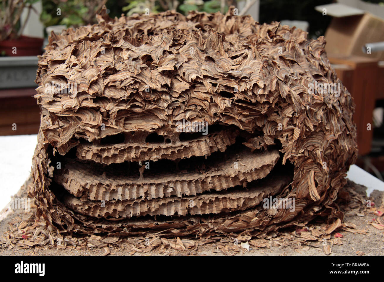 Close up dettaglio della struttura a nido d'ape di un comune Wasp Nest (Vespula vulgaris) utilizzato in un Regno Unito high school. Foto Stock