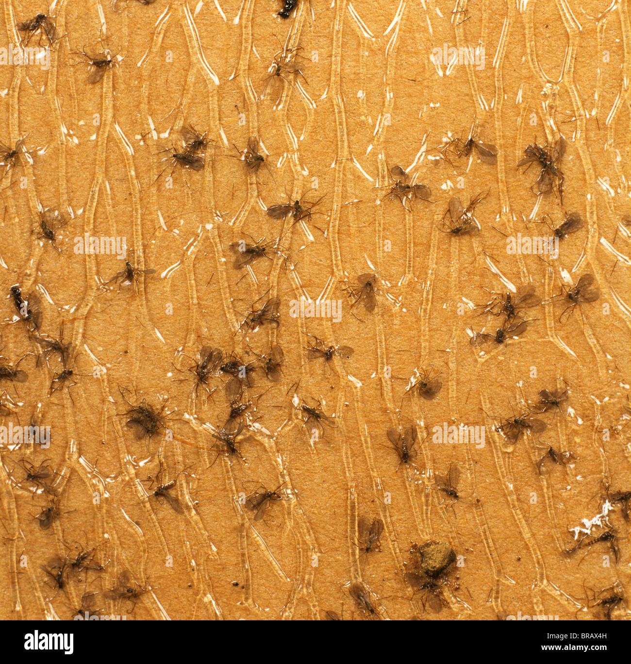 Pisello maschio moscerini (Contarina pisi) catturati in una trappola a feromoni Foto Stock