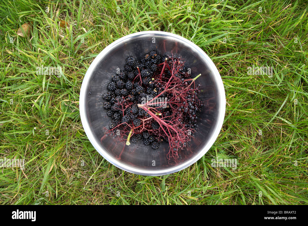 Selvatica naturale di bacche di sambuco Sambucus nigra e more foraged raccolto in un recipiente di metallo per la cordiale rendendo nel Regno Unito Irlanda Foto Stock