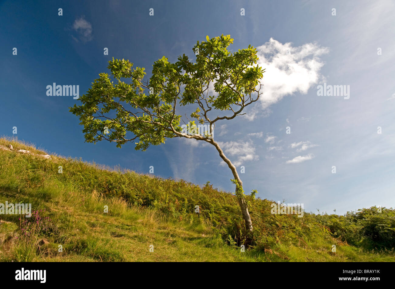 Lone survivor, Rowan Tree su un isola di Mull Hillside. SCO 6689 Foto Stock