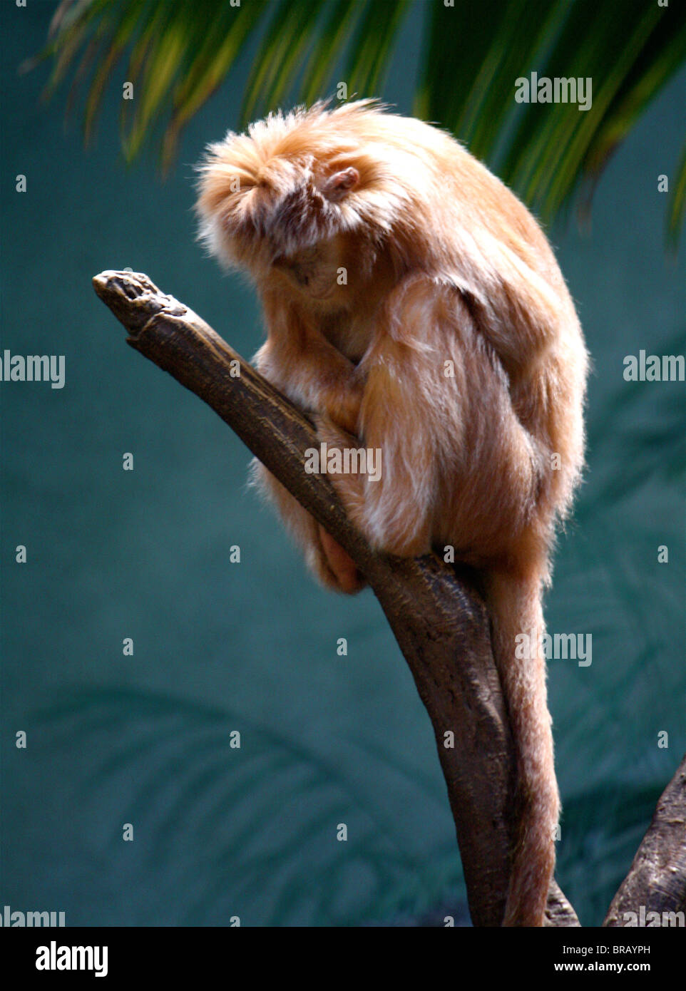 Piccolo, Rosso a pelo lungo la scimmia di dormire su un ramo di albero. Foto Stock