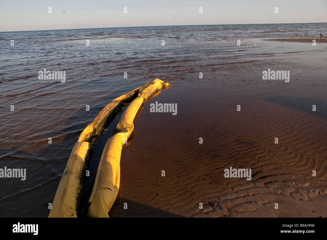 Olio dalla BP Deepwater-Horizon fuoriuscita di petrolio nel golfo del Messico copre il litorale in Waveland, Mississippi. Foto Stock