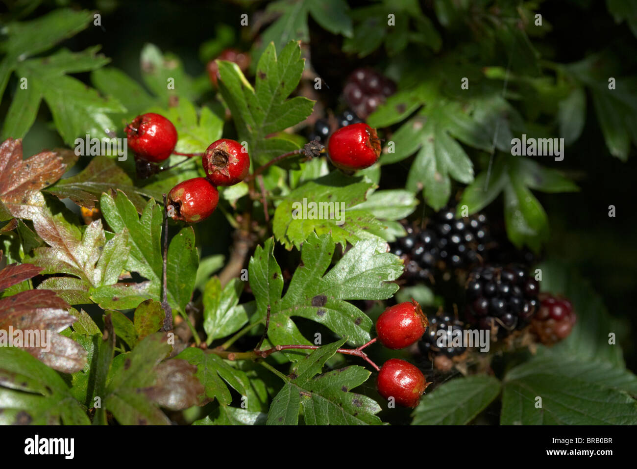 Selvatica bacche naturali sul biancospino Crataegus monogyna tree e more nel Regno Unito Irlanda Foto Stock