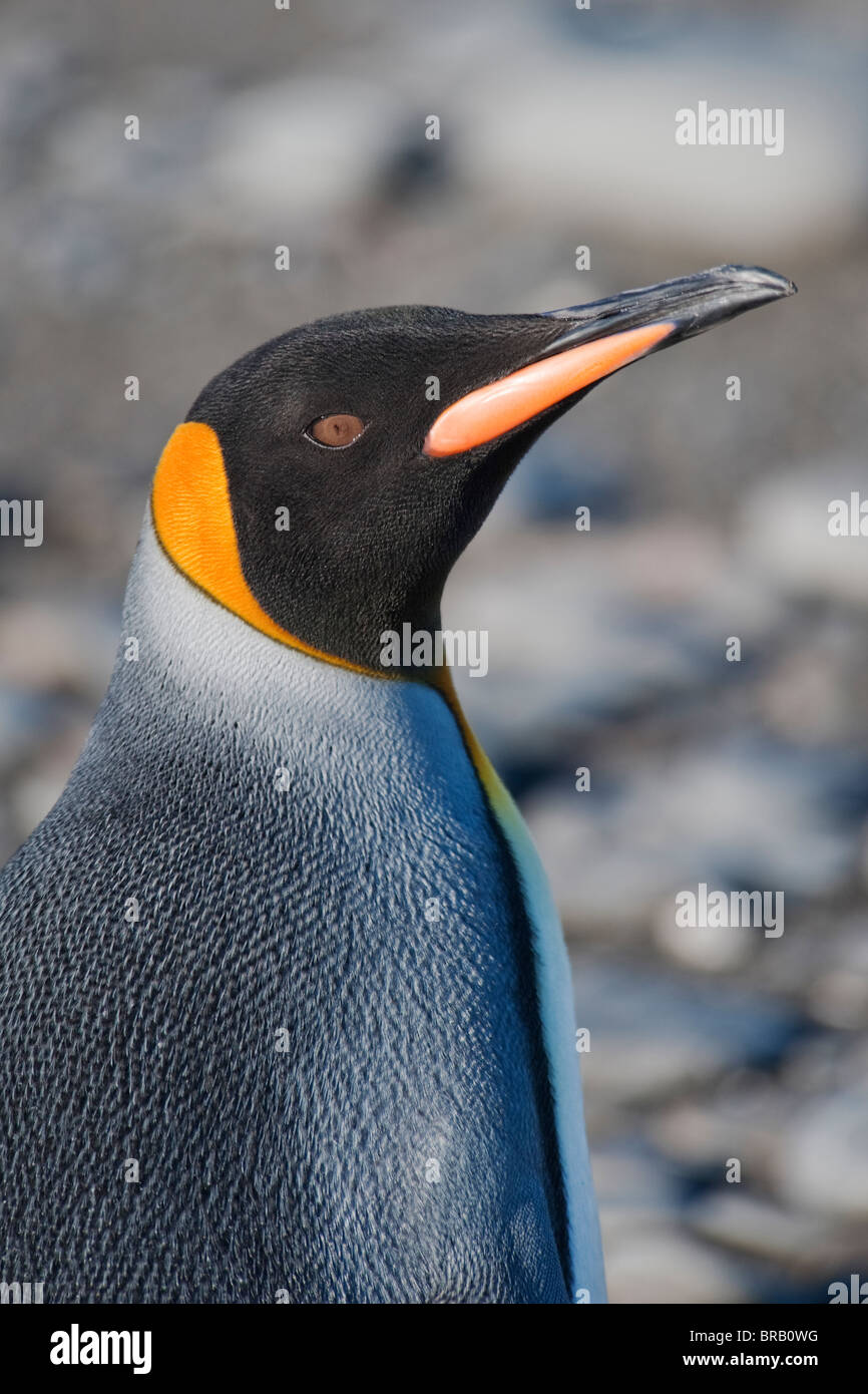 Re pinguino, Aptenodytes patagonicus, ritratto, Salisbury Plain, Georgia del Sud e Oceano Atlantico. Foto Stock