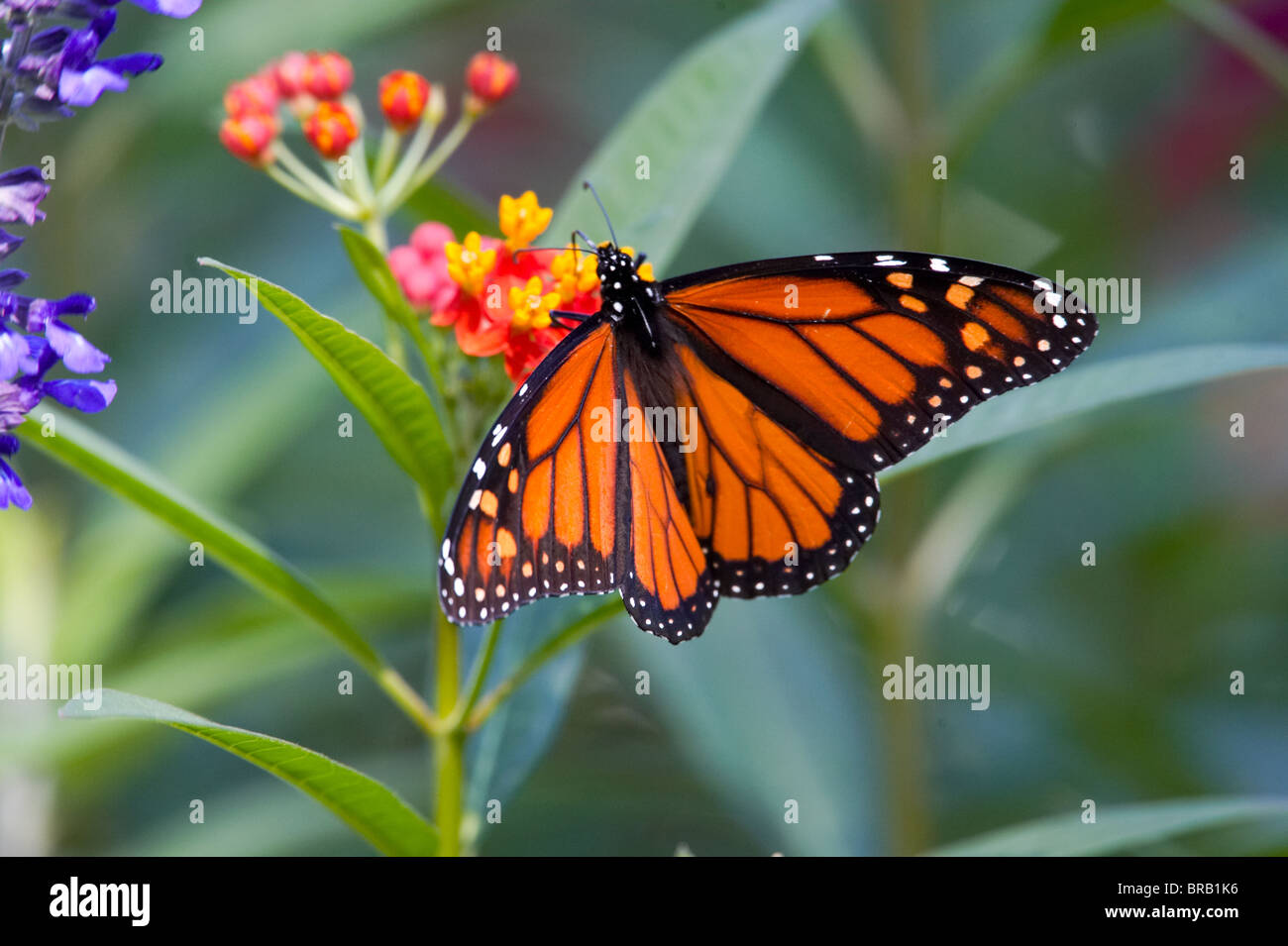 Farfalla monarca alimentazione su Milkweed Fiori Foto Stock