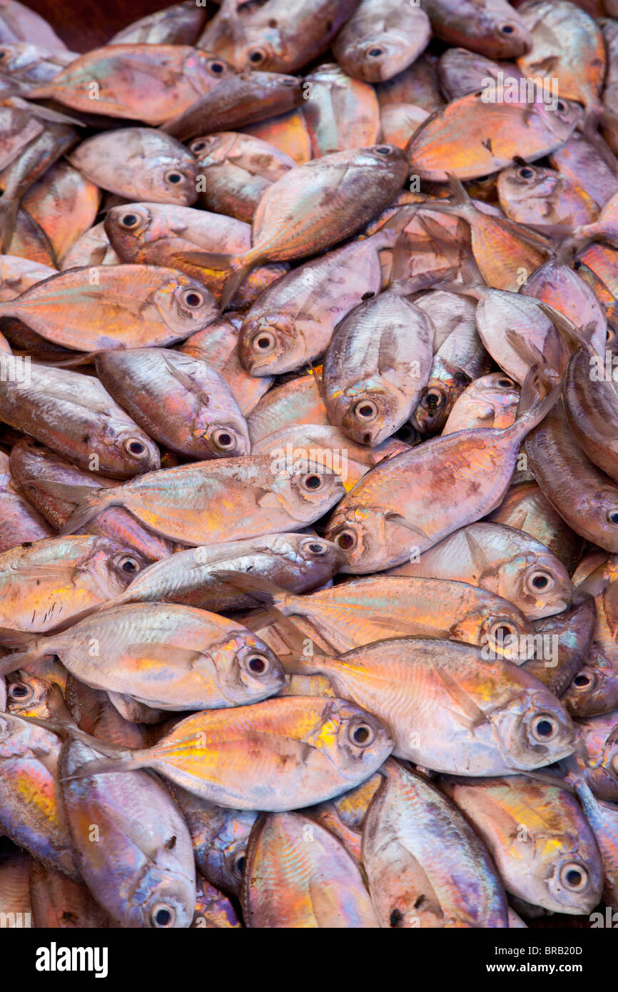 Pesce per la vendita nel mercato a Kundasang, Sabah Malaysian Borneo Foto Stock