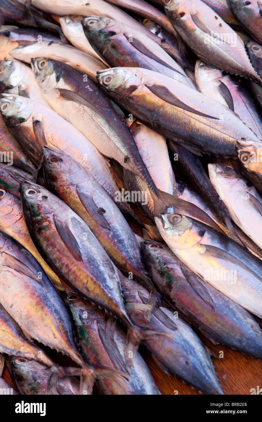 Pesce per la vendita nel mercato a Kundasang, Sabah Malaysian Borneo Foto Stock